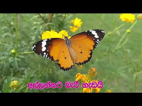 ඇහැළ මලින් ගස් පිරිලා - නරි බෑනා නාට්‍ය