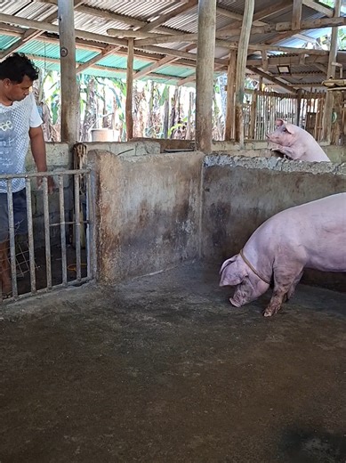 Exploring the Joys of Backyard Pig Farming