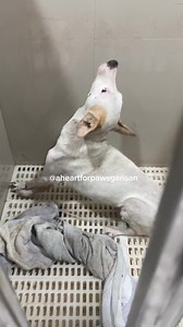Due to traumatic brain injury he is in so much suffering, but we still see that he is fighting! | A Heart for Paws Gensan