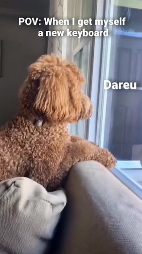 Don’t bother me! I just got a new DAREU keyboard 😎 #DAREU #dogsoftiktok #setup