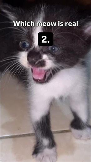 ⚠️MEOW⚠️What number real sound??