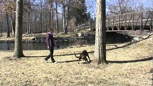 My catahoula leopard dog climbing a tree
