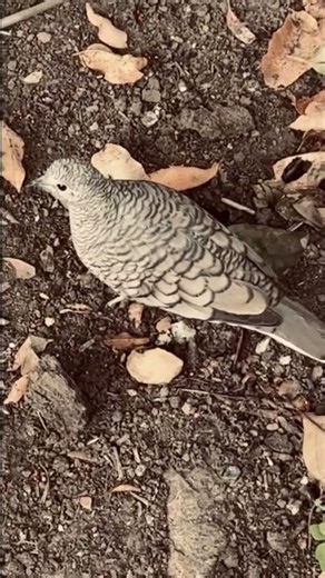 Beautiful Inca dove with scaly pattern. Found in southwestern US, central and South America. #birds