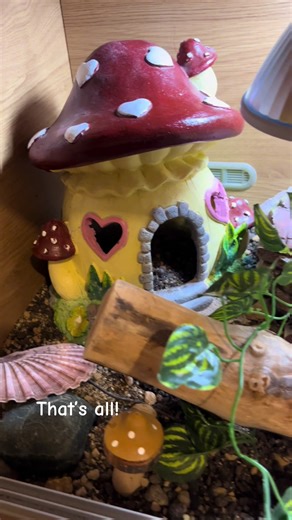 Set up a leopard gecko enclosure with me! #PetsOfTikTok #leopardgecko #reptiles #reptilesoftiktok #petfyp