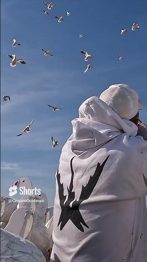 Spring Snow Goose Hunting 2024 | Who's READY? | Snow Goose Hunt COMING #hevishot #cabelas #benelli