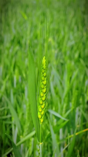 🌱 Bhagwat_Nagulkar_100🌾 | #👑✌️ #शेतकरीरुबाब😎 #शेतकरी🌿❤️⚡#शेतकरी_पॅटर्न_ #शेतकरी_राजा👑cootan soybine puality rubab👑 patran photographer reel virel trendingreeld video... | Instagram
