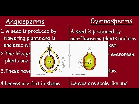 Angiosperms Vs Gymnosperms |Quick differences in 3 minutes |