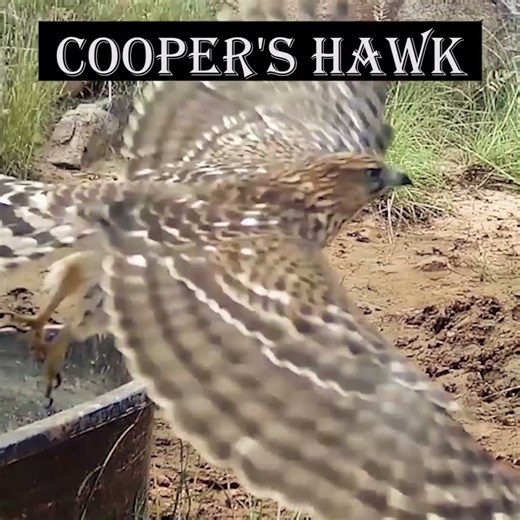 Cooper's Hawk fly off #highdesertwildlife #hawk #Cooper's