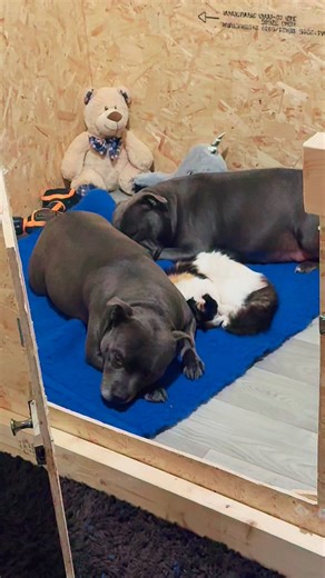 1.5K views | Getting ready for puppy season!  Building the whelping box so our girl has the perfect spot to welcome her little ones ❤️ #PuppyPrep #StaffyLove #DogDad #StaffyLife #WhelpingBox #PuppyJourney #SoonToBeMum #DogBreederLife #StaffyPuppies #PuppyLove #DogFamily #BlueStaffy #PuppyVibes #StaffyNation #DogTikTok #StaffyWorld #DogsofTikTok #PuppyTok #WhelpingReady #StaffyCommunity | Royal Breed UK | Facebook