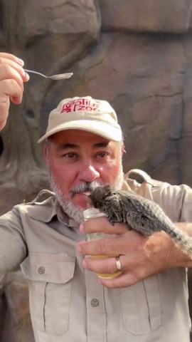 Marmoset feeding session shows playful climbing and curious social behavior