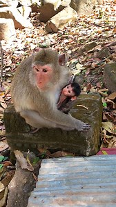 Just birth a few hour but baby monkey Patch very strong and healthy. | Crosse Monkey HD