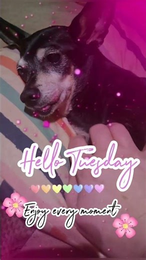 Tongue Out Tuesday with Miss Ethel. # Chiweenie #Dog #TOT