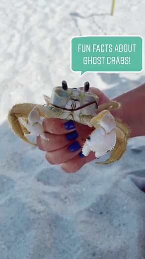 Discover Fascinating Facts about Ghost Crabs in Florida