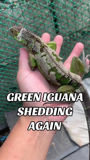 Watch a Fascinating Video of a Green Iguana Shedding Its Skin