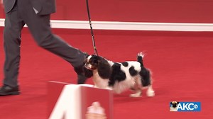 They can be proud and willful, and extremely discriminating in their choice of friends. With their favored humans, they are affectionate at home and exuberant and curious at play. Meet the English Toy Spaniel! | AKCtv