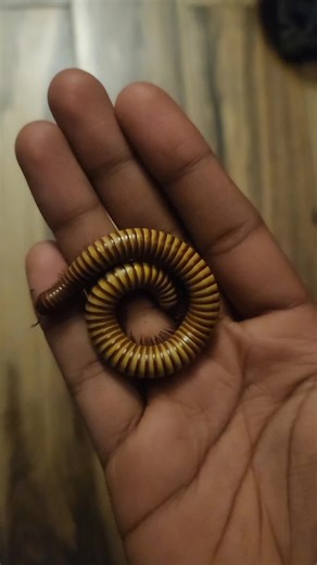 Exploring the Fascinating World of Millipedes