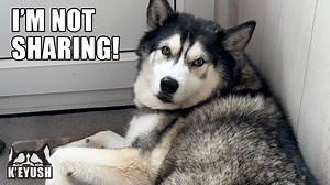 We set up an air conditioner for Key, at first he didn't want it, but then he didn't want to share it! | Keyush the Stunt Dog