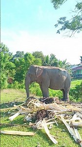 hati mere shathi #assam #elephant #hati