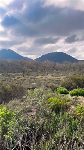 Pacific Chorus Frog. They migrate to shallow water after rain and call to attract mates #frogs
