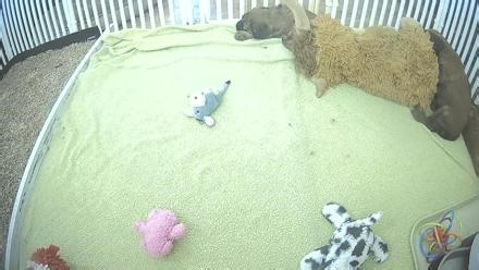 Briard Puppies Breeding Live Webcam - HDOnTap
