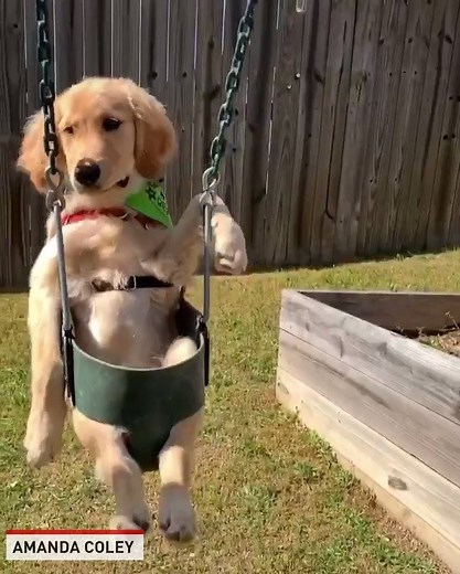 This dog is having a blast on a swing. 🐶 | The National Desk - TND