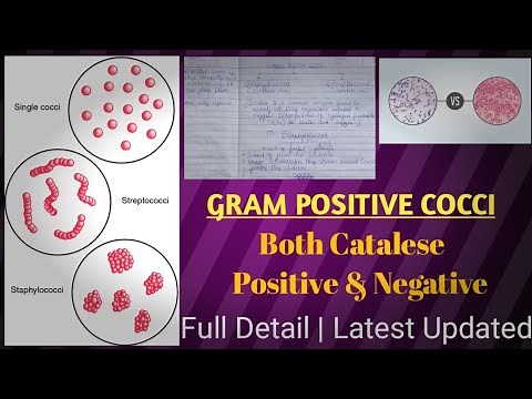 Gram positive cocci | gram positive vs gram negative bacteria