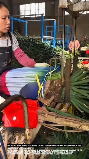 Manual Bundling Machine | Fast Green Onion Packaging Process.
