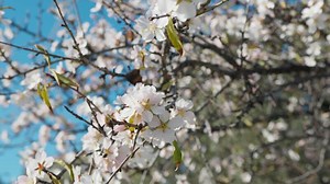 Almond Tree Branches During The Coming Of Spring