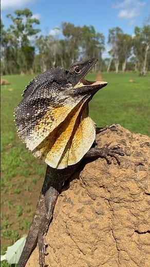 Meet the fantastic Frilled lizard, the inspiration for the Jurassic Park Dilophosaurus