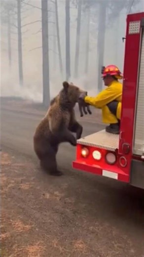 Mother Bear Entrusts Cub to Firefighter Caught on Camera 🐻vs🤴