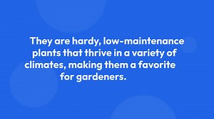 Caring for Lupines in the Garden