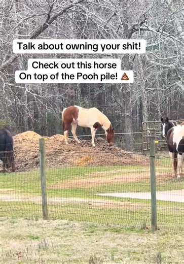 #onthisday Talk about owning your own sh!t! Boss is king of the Pooh pile! #horse #horselife #horsetok #horsehumor
