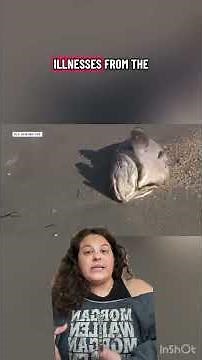 What is Red Tide?