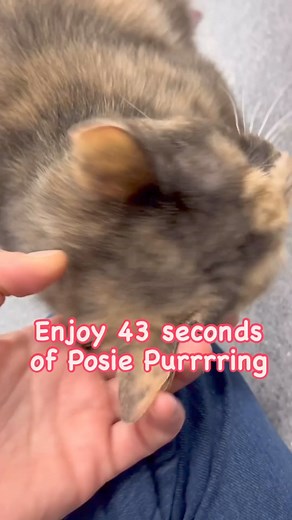 Hi! I’m Posie 🌸 I am a sweet tortoise shell cat who love nothing more than to purr and give lots of love. Sex Female - Breed Domestic Short Hair - Colour Muted Tortoiseshell - Weight 4.13 kg - Age 8 Years - Animal ID 247931 - Location Ontario SPCA Orillia Animal Centre - orillia@ontariospca.ca - Phone 705-325-1304 | Ontario SPCA and Humane Society Orillia and District Animal Centre