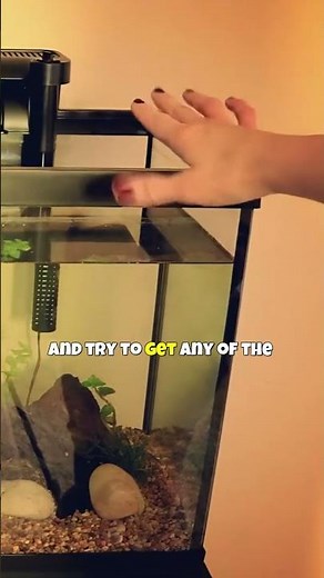 Get Rid of Brown Algae Fast