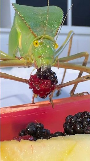 This fruits damn good! #gianthoodedkatydid #giantinsects