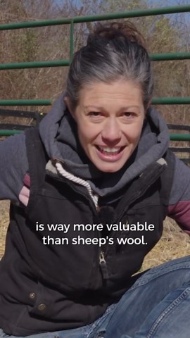 I thought alpacas were cute until 🦙