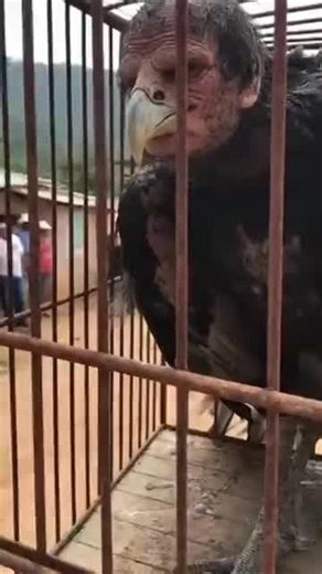 Videos de pateros de corazón (@dyno5e7k7rv0) con “sonido original - pateros de corazón”