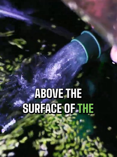 Filter choices and why we only choose these for more basic, quarantine and breeding style filtration. #daluacom #shrimpfilter #aquariumtips