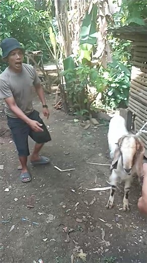 pitung kaget kambing pajang telinganya