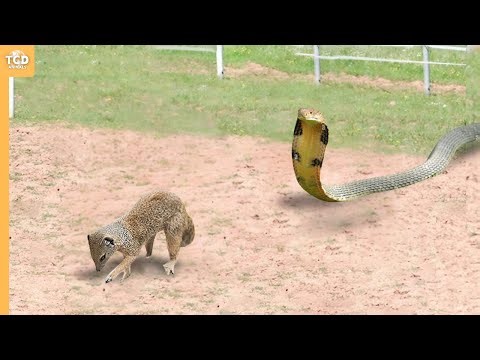 Look What Happened When This Cobra Attacked Mongoes