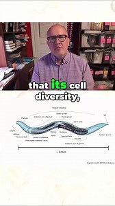 C. elegans is a tiny worm with about 1,000 cells and a very simple nervous system. Yet biologists were stunned to discover it has nearly as many protein-coding genes as humans. Less size. Less complexity. Similar genetic toolkit. That’s a problem for the idea that genes alone drive upward evolution. Complexity isn’t built by adding parts over time. It’s orchestrated. Design explains why a “simple” worm and a human can share deep molecular machinery while being fundamentally different. We are not