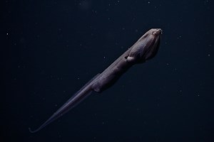 Whiptail gulper eel • MBARI