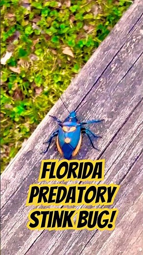 Florida Predatory Stink Bug! #wildlife #nature #insects