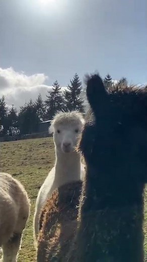 Alpacas so cute! #wildlife #wildanimals #alpacas