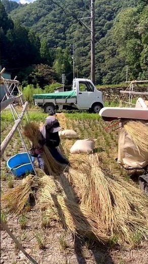 はざかけした稲の仕上げ作業🌾【岐阜県七宗町】