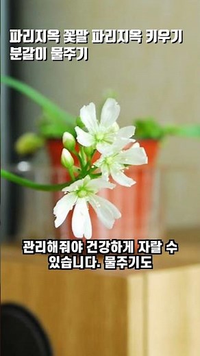 파리지옥 꽃말 파리지옥꽃 키우기 분갈이 물주기 방법