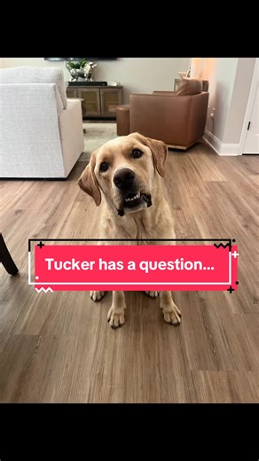 Melanie Price on TikTok