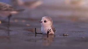 Cutest baby bird ever!