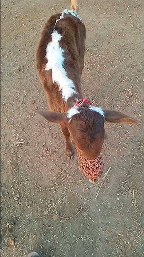 Cute Cow Baby Playing 🥰🐄